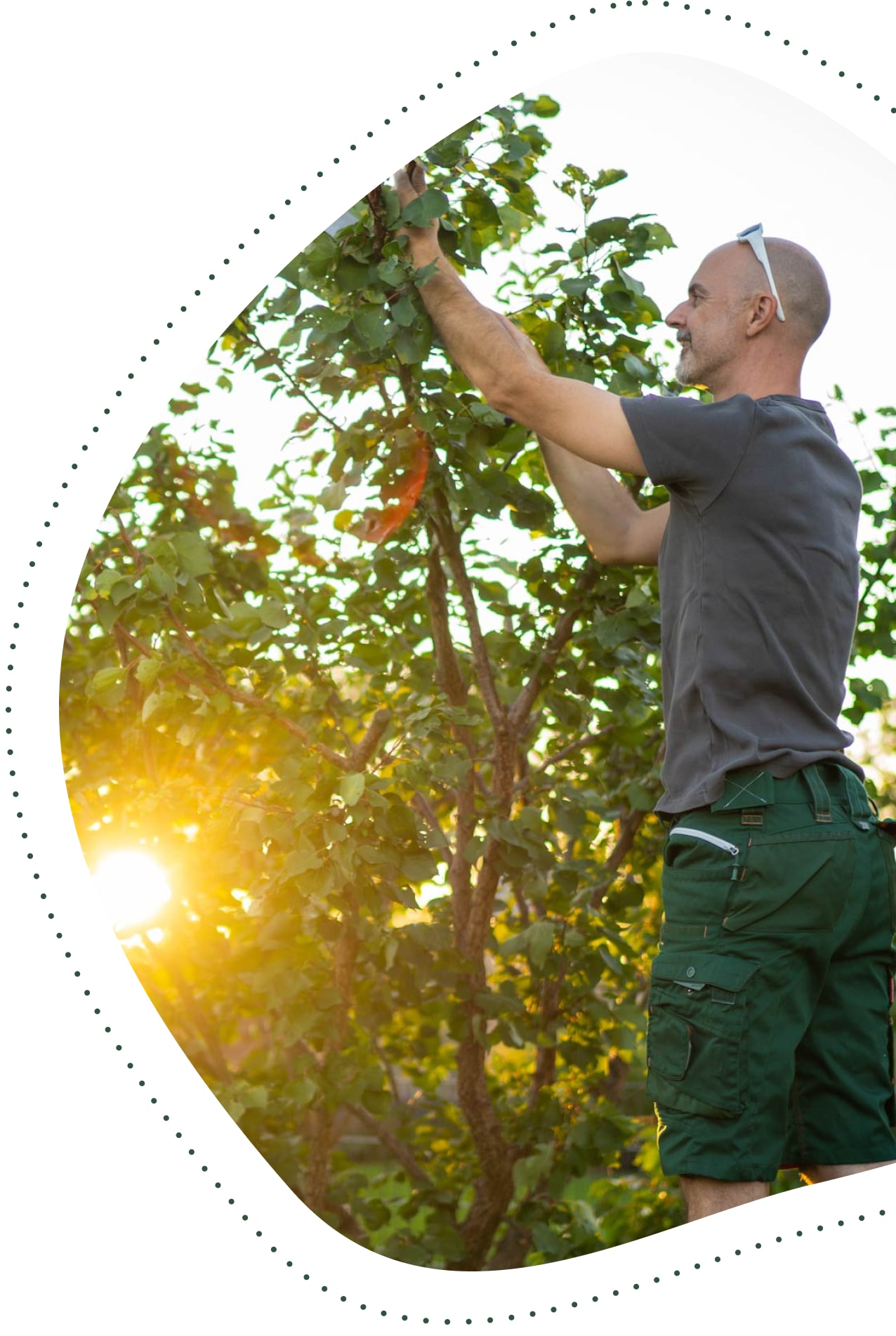 privatkunden-hecke-schneiden-sonne-min